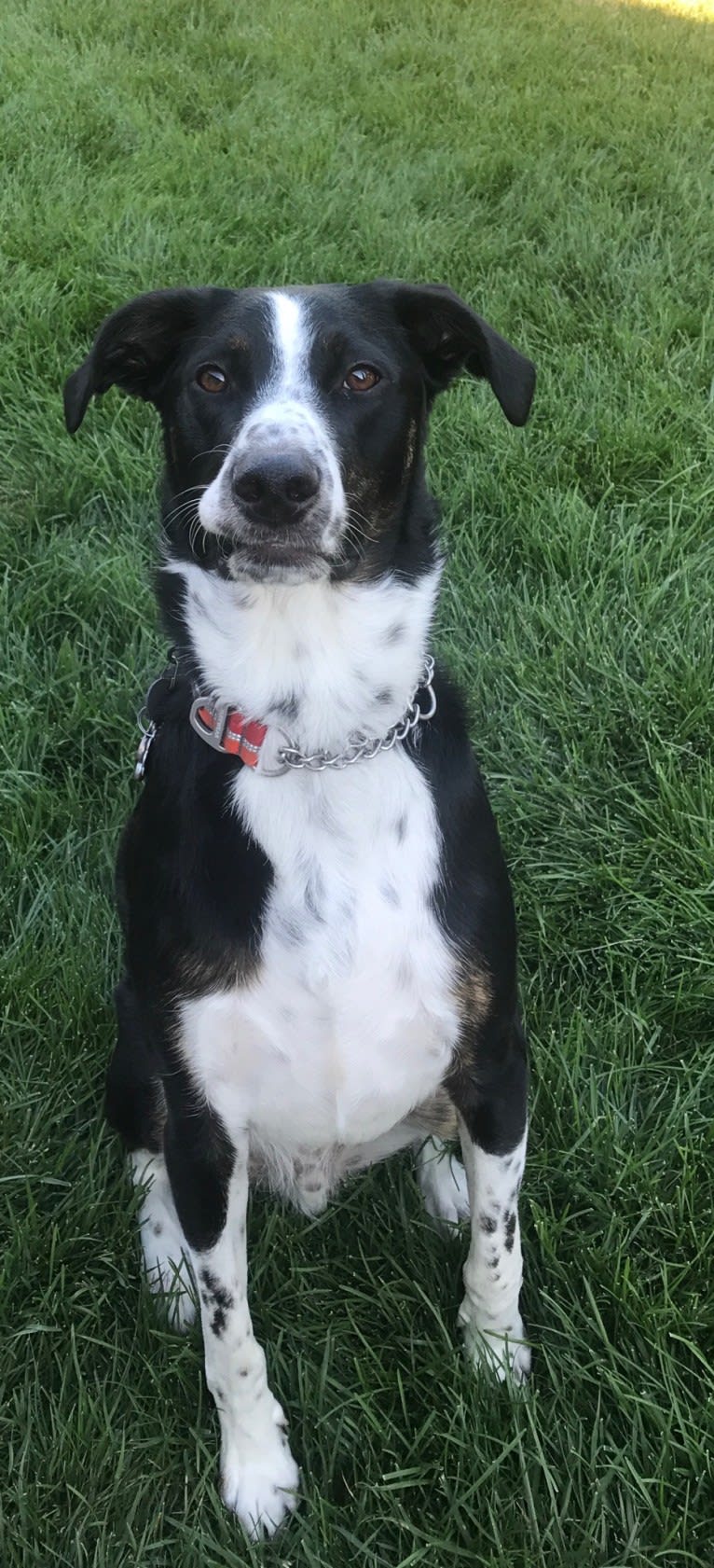 Boomer, an Australian Cattle Dog and Poodle (Standard) mix tested with EmbarkVet.com