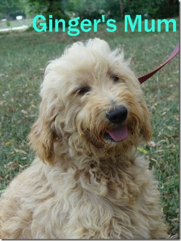 Photo of Ginger, a Goldendoodle  in Neosho, MO, USA