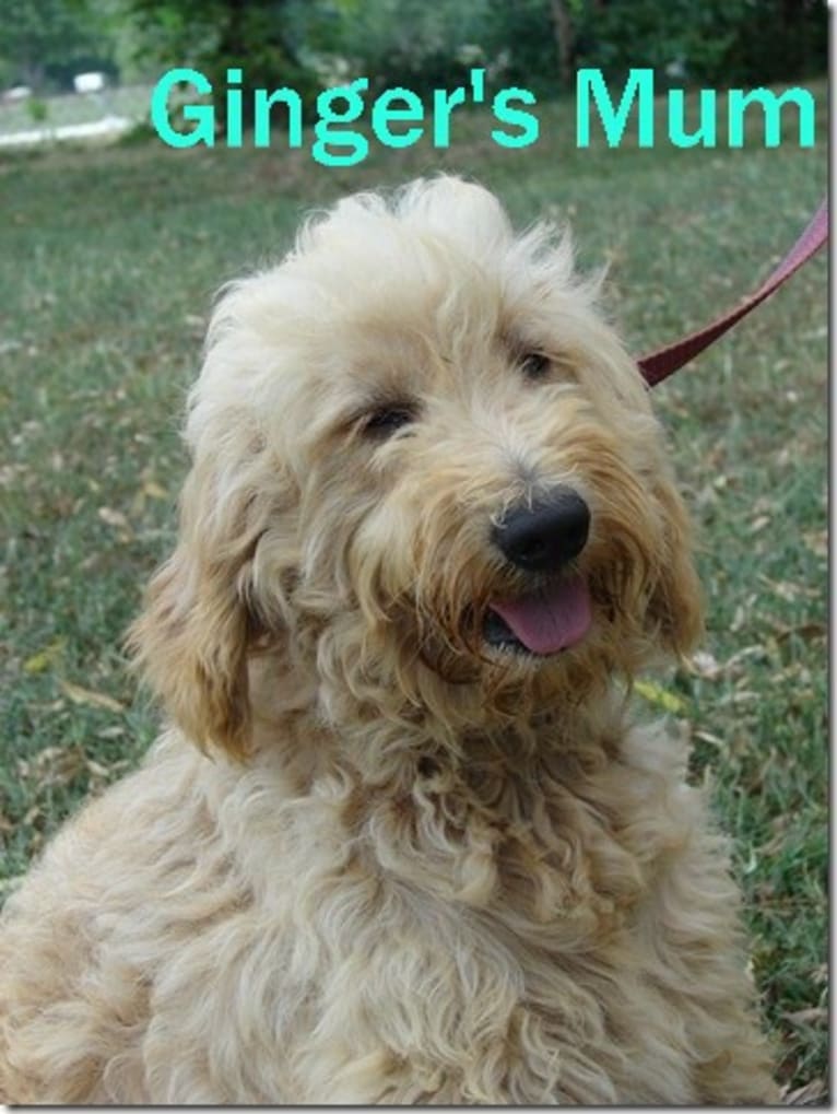 Ginger, a Goldendoodle tested with EmbarkVet.com