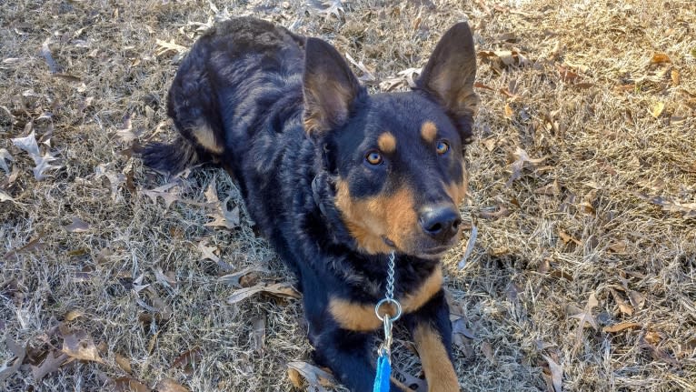 Astharoshe, an Australian Cattle Dog and Chow Chow mix tested with EmbarkVet.com