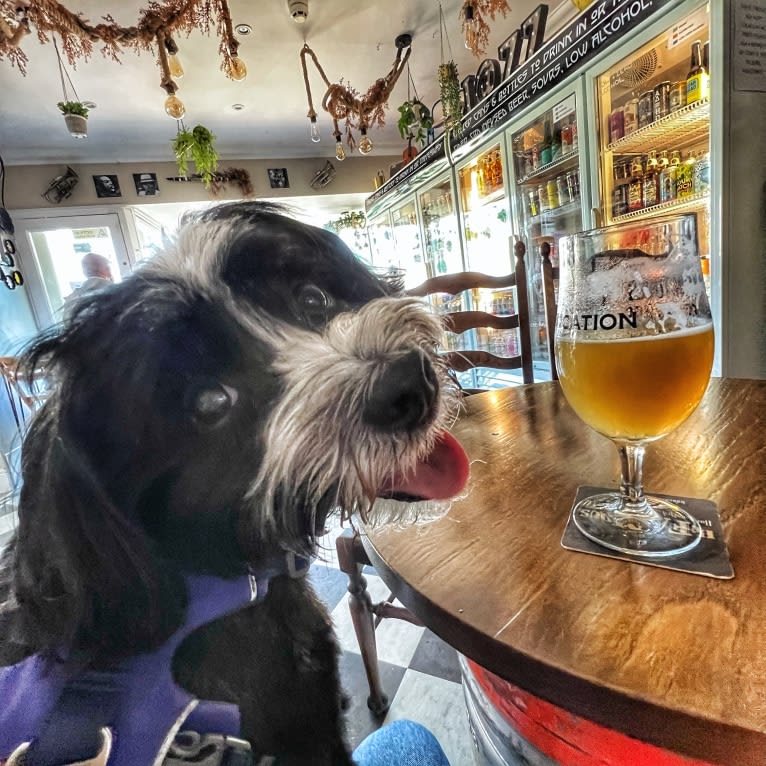 Jambon, an European Village Dog and Havanese mix tested with EmbarkVet.com