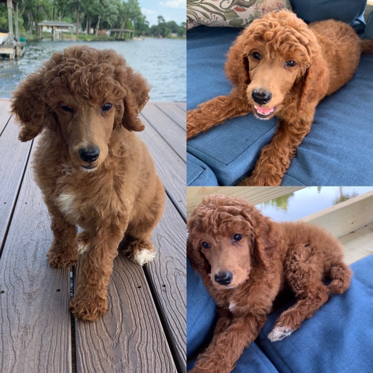 Red River, a Poodle (Standard) tested with EmbarkVet.com