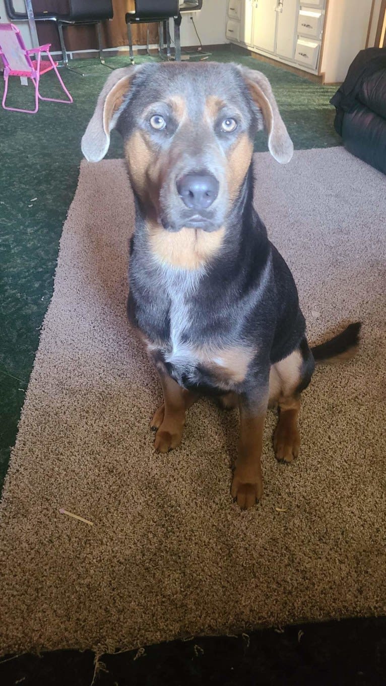 Ranger, an Australian Cattle Dog and Australian Shepherd mix tested with EmbarkVet.com