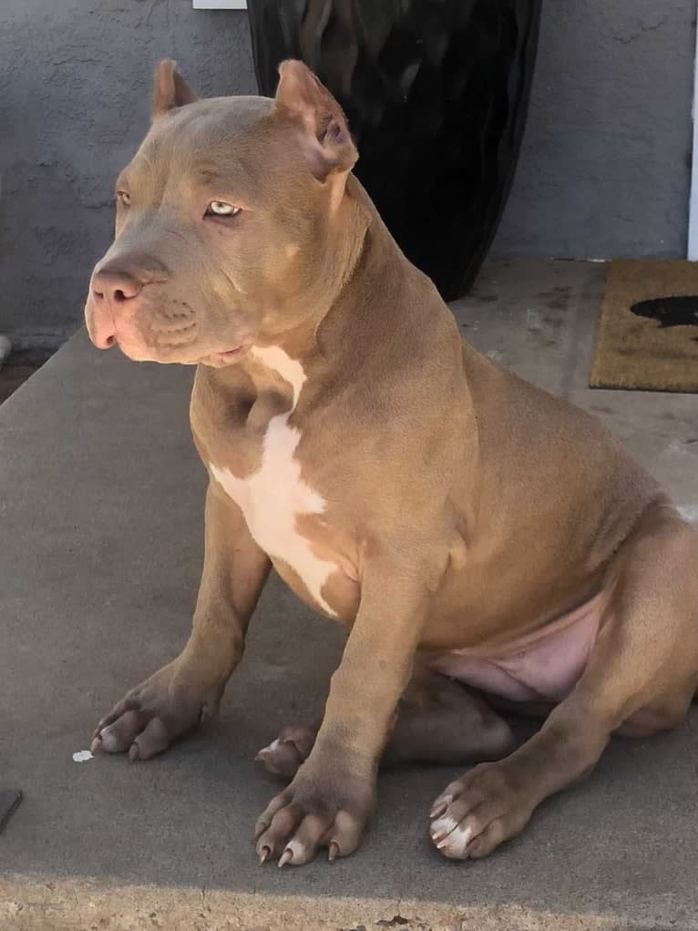 Teally, an American Bully tested with EmbarkVet.com