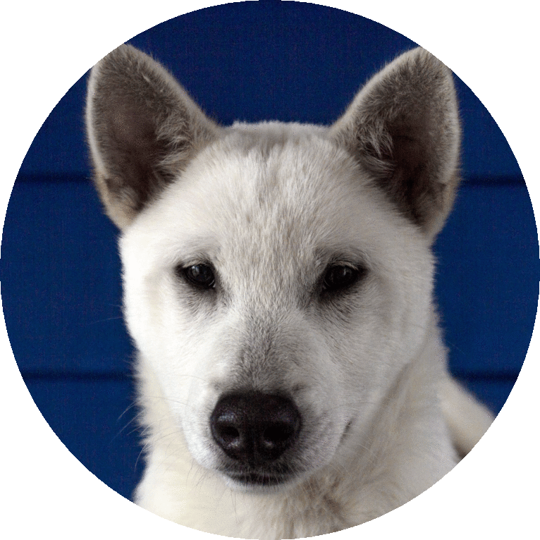 Ume, a Kishu Ken tested with EmbarkVet.com