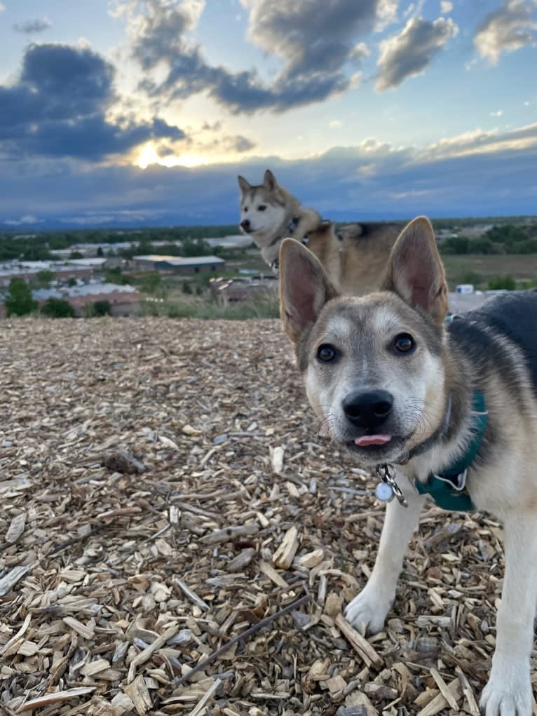 Max, a German Shepherd Dog and Alaskan Malamute mix tested with EmbarkVet.com