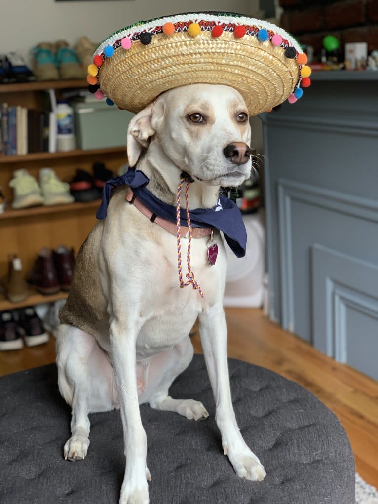 Daphne, an American Foxhound and English Foxhound mix tested with EmbarkVet.com