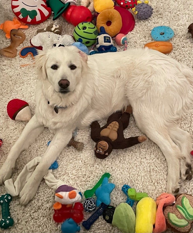 Blue, a Great Pyrenees and Labrador Retriever mix tested with EmbarkVet.com