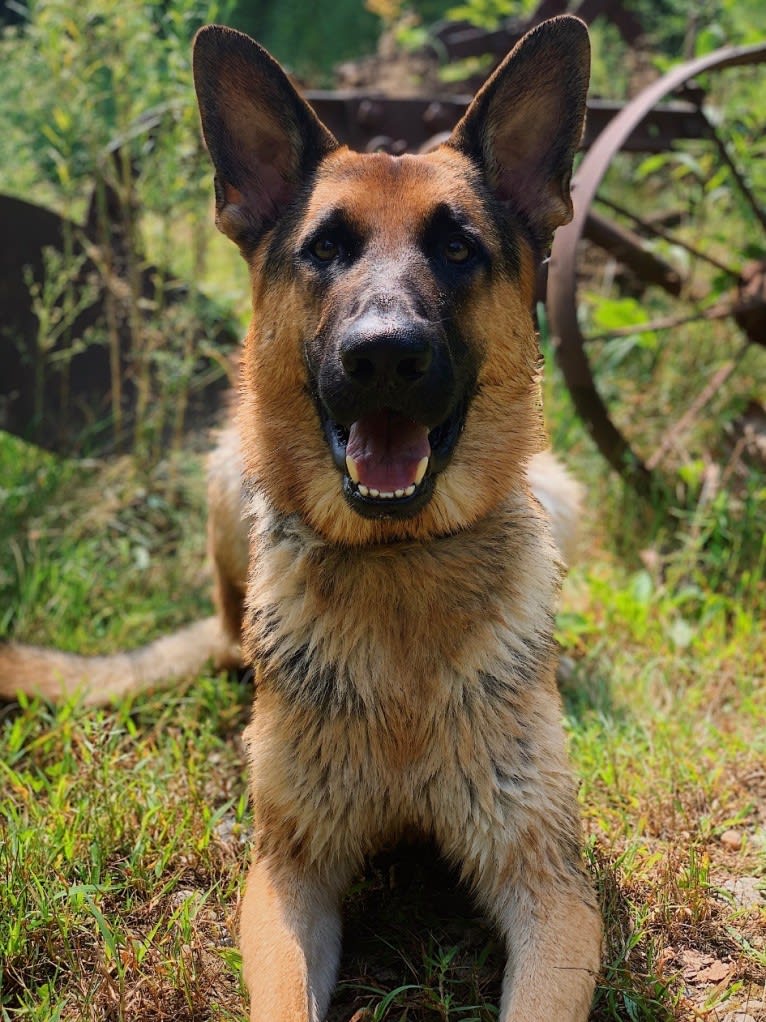 Jonas, a German Shepherd Dog tested with EmbarkVet.com