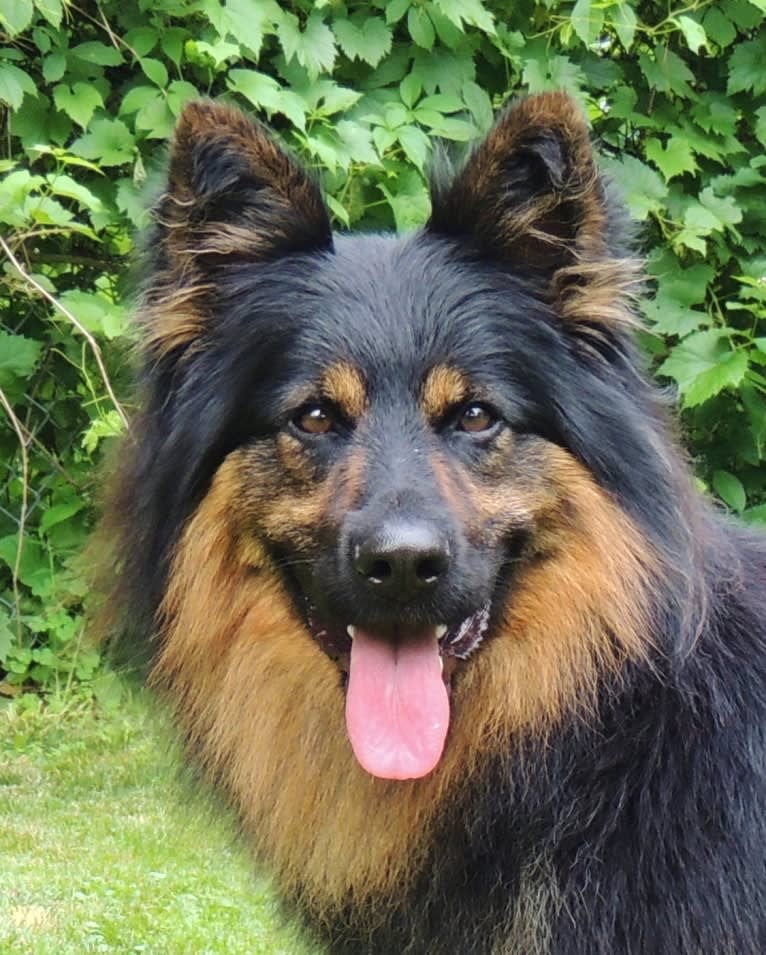 Bebosski Tryreplay (Bosso), a Bohemian Shepherd tested with EmbarkVet.com