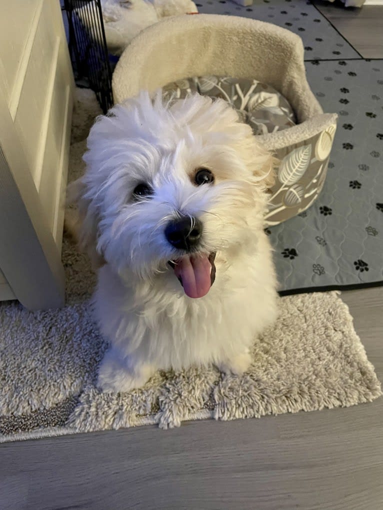 Leo, a Coton de Tulear tested with EmbarkVet.com