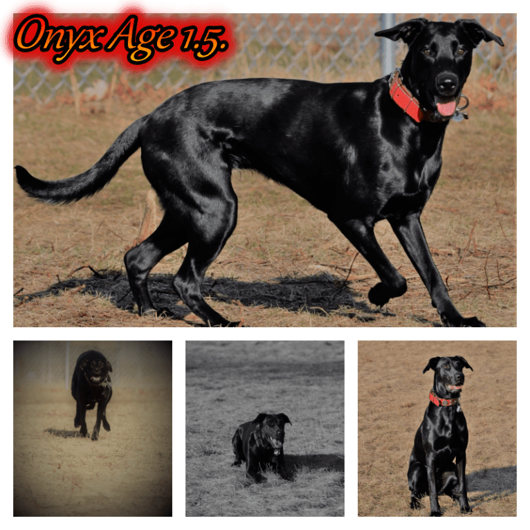 Onyx, a Labrador Retriever and Doberman Pinscher mix tested with EmbarkVet.com