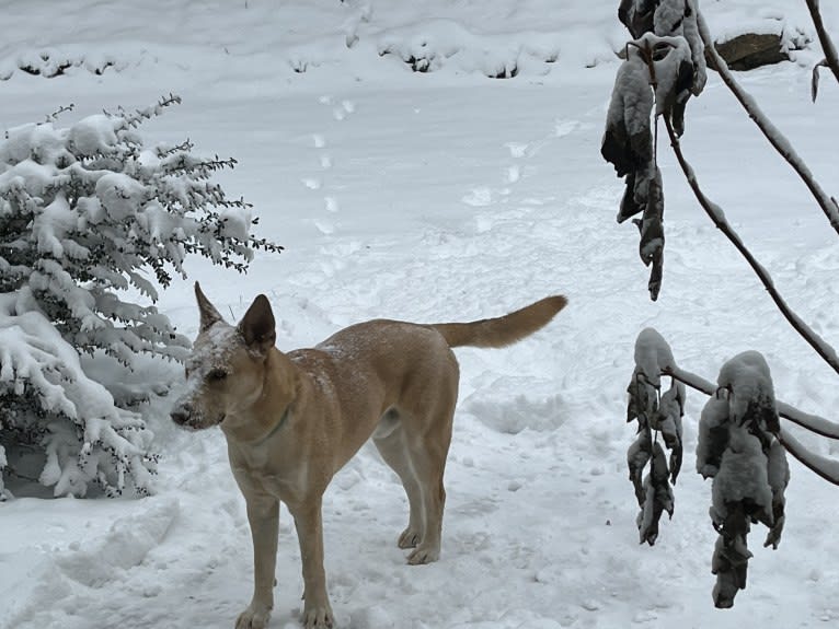 Loki, a Siberian Husky and American Pit Bull Terrier mix tested with EmbarkVet.com