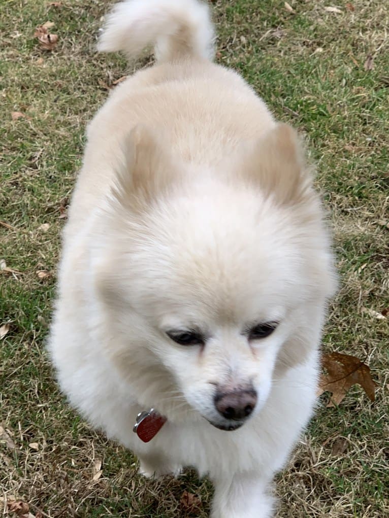 Rockwell, a Pomeranian and Australian Shepherd mix tested with EmbarkVet.com