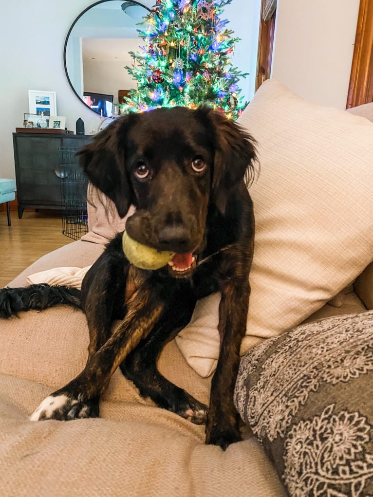 Mona, an Irish Setter and Labrador Retriever mix tested with EmbarkVet.com