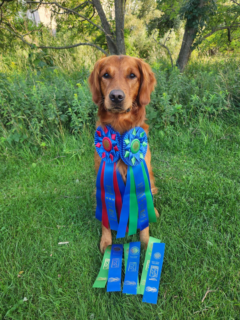 Eclipse, a Golden Retriever tested with EmbarkVet.com