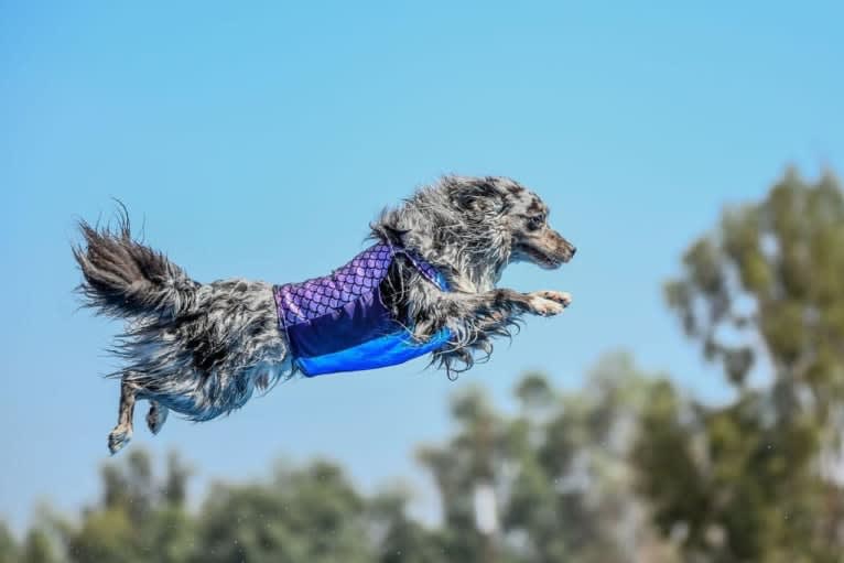 Max, an Australian Shepherd tested with EmbarkVet.com