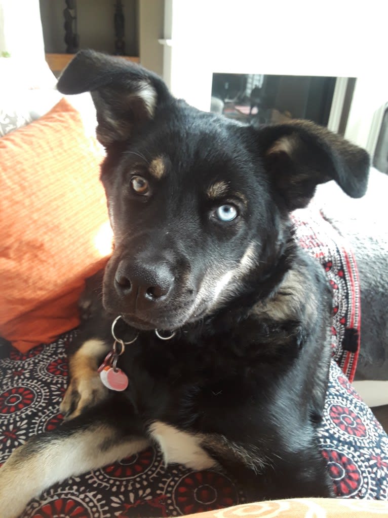 Ringo Starr, a Siberian Husky and Alaskan Malamute mix tested with EmbarkVet.com