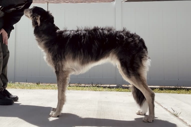 Pocus, a Silken Windhound tested with EmbarkVet.com