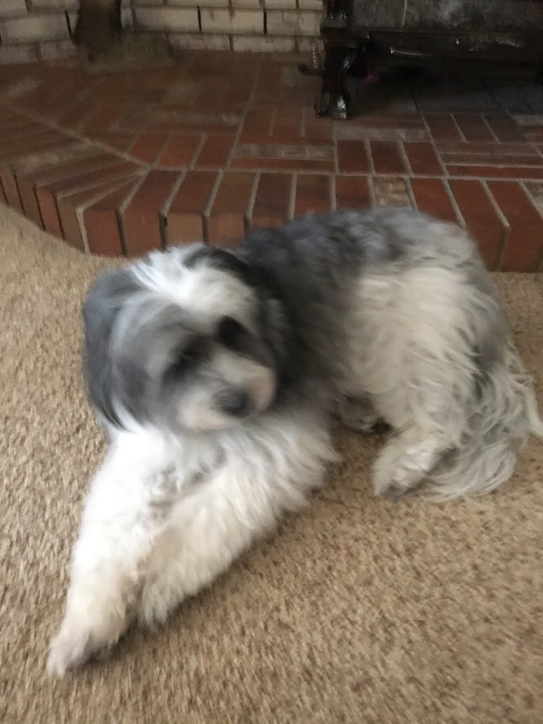 Winham’s “DollyBelle” of Rocky Mountain Cotons, a Coton de Tulear tested with EmbarkVet.com