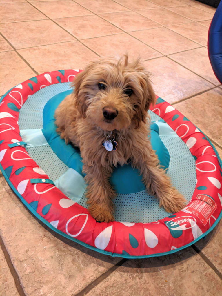 Knox, a Goldendoodle tested with EmbarkVet.com