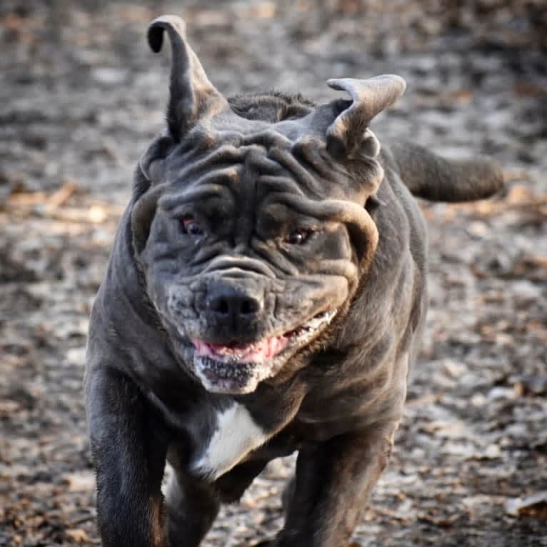 Kaiser, a Neapolitan Mastiff tested with EmbarkVet.com