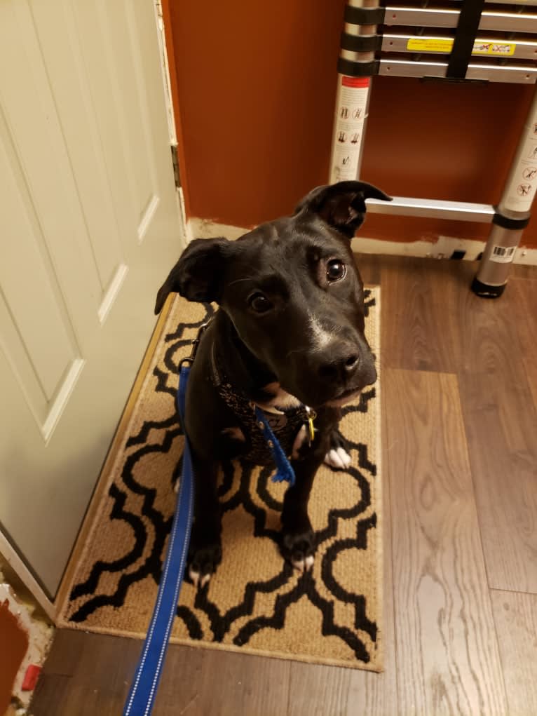 Finn, an American Bully and Labrador Retriever mix tested with EmbarkVet.com