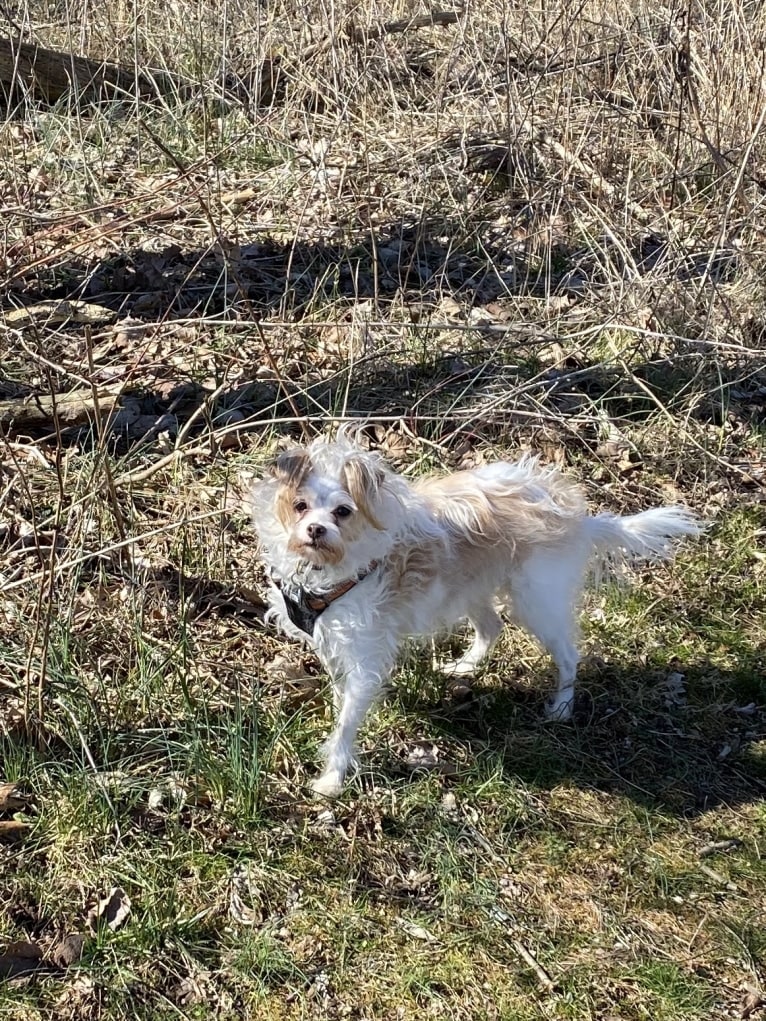 willa the beast, a Poodle (Small) and Chihuahua mix tested with EmbarkVet.com