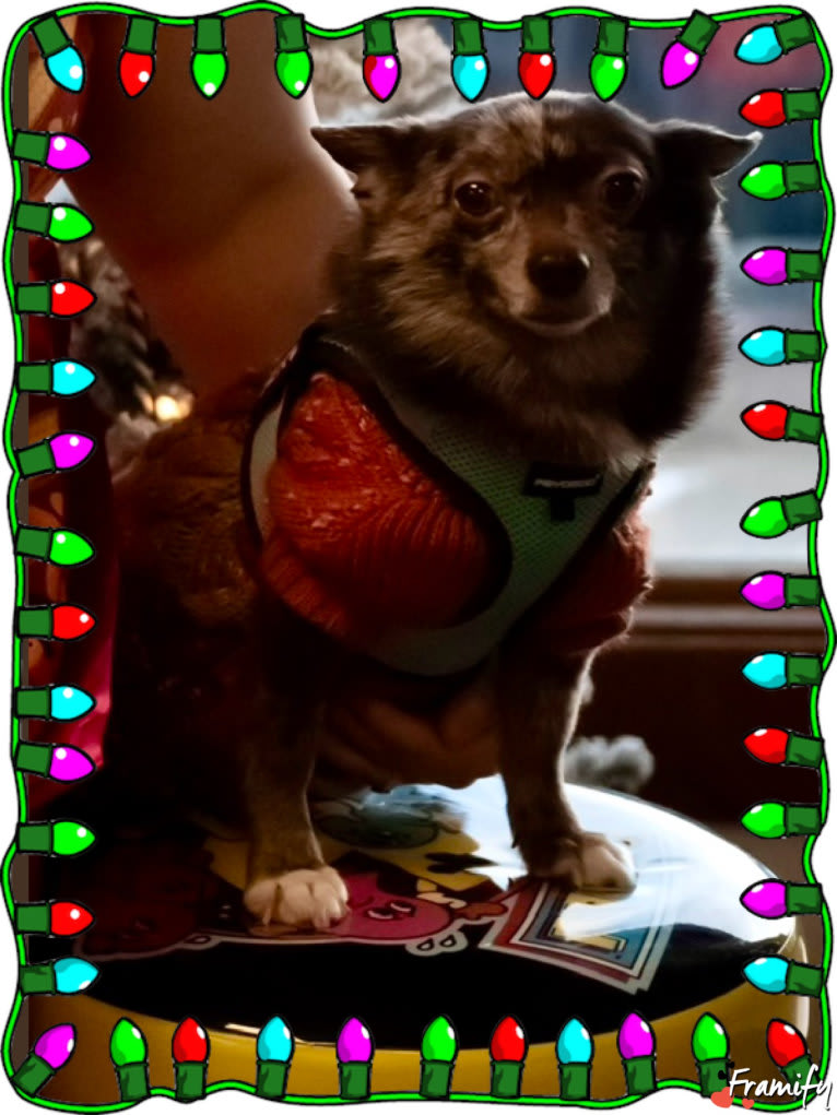 Buddy, a Pomchi tested with EmbarkVet.com