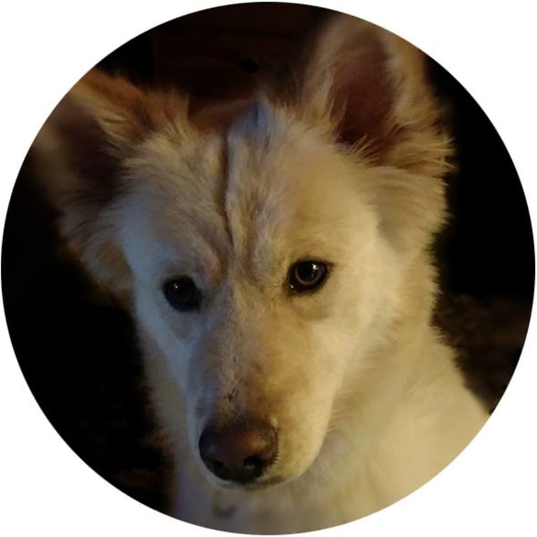Roxy, a Siberian Husky and Labrador Retriever mix tested with EmbarkVet.com