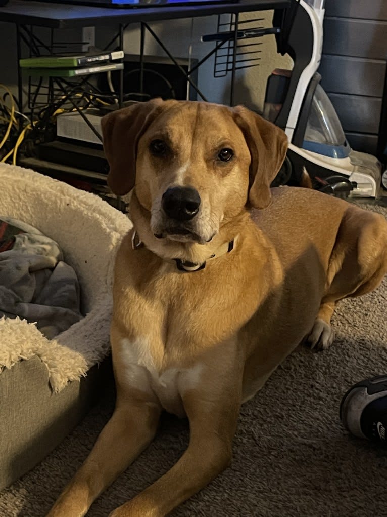 Photo of George, a Redbone Coonhound, Siberian Husky, Black and Tan Coonhound, Labrador Retriever, Plott, and Rottweiler mix in Tacoma, Washington, USA