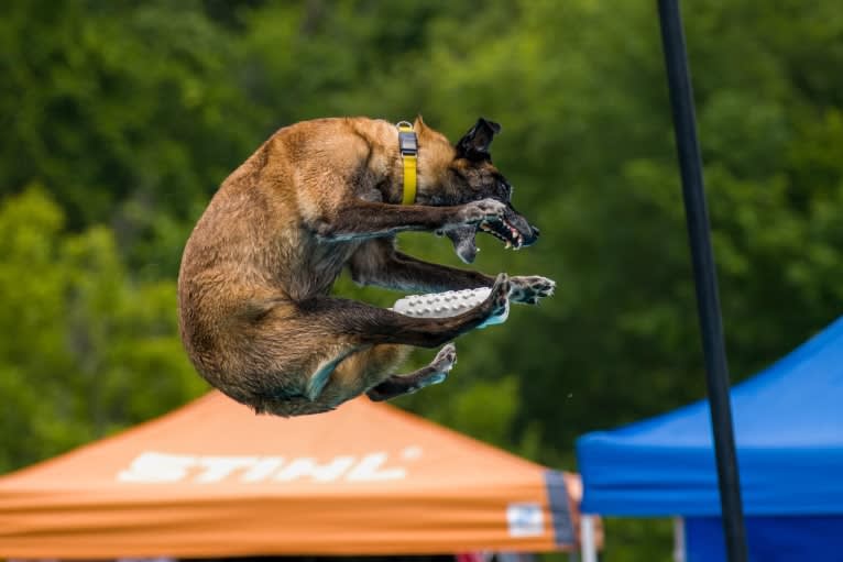 Nico, a Belgian Shepherd tested with EmbarkVet.com