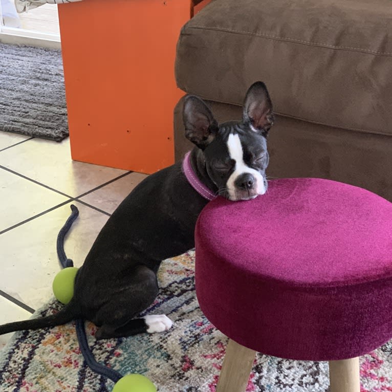 Dolly Jewel, a Boston Terrier tested with EmbarkVet.com