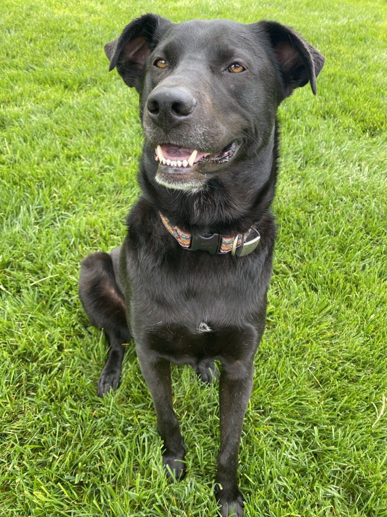 Lucas, a Chow Chow and Labrador Retriever mix tested with EmbarkVet.com