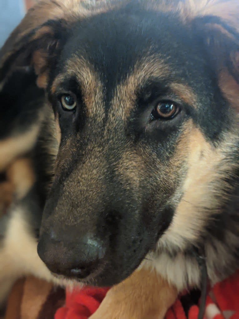 Buzz, a German Shepherd Dog and Belgian Malinois mix tested with EmbarkVet.com