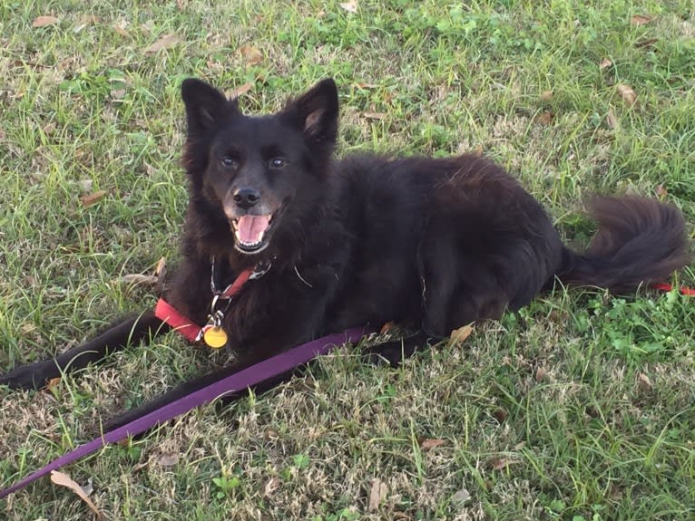 LYLA, a Border Collie and Chow Chow mix tested with EmbarkVet.com