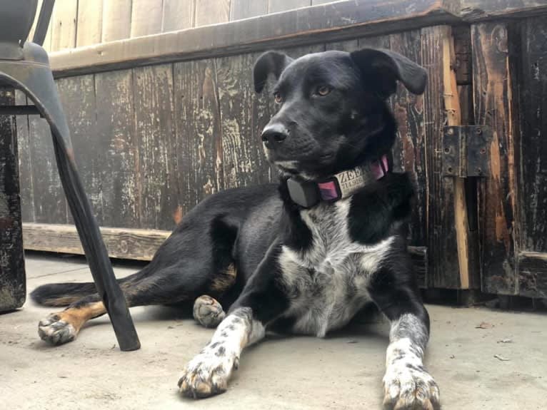 Zeeki, a Border Collie and Chinese Shar-Pei mix tested with EmbarkVet.com