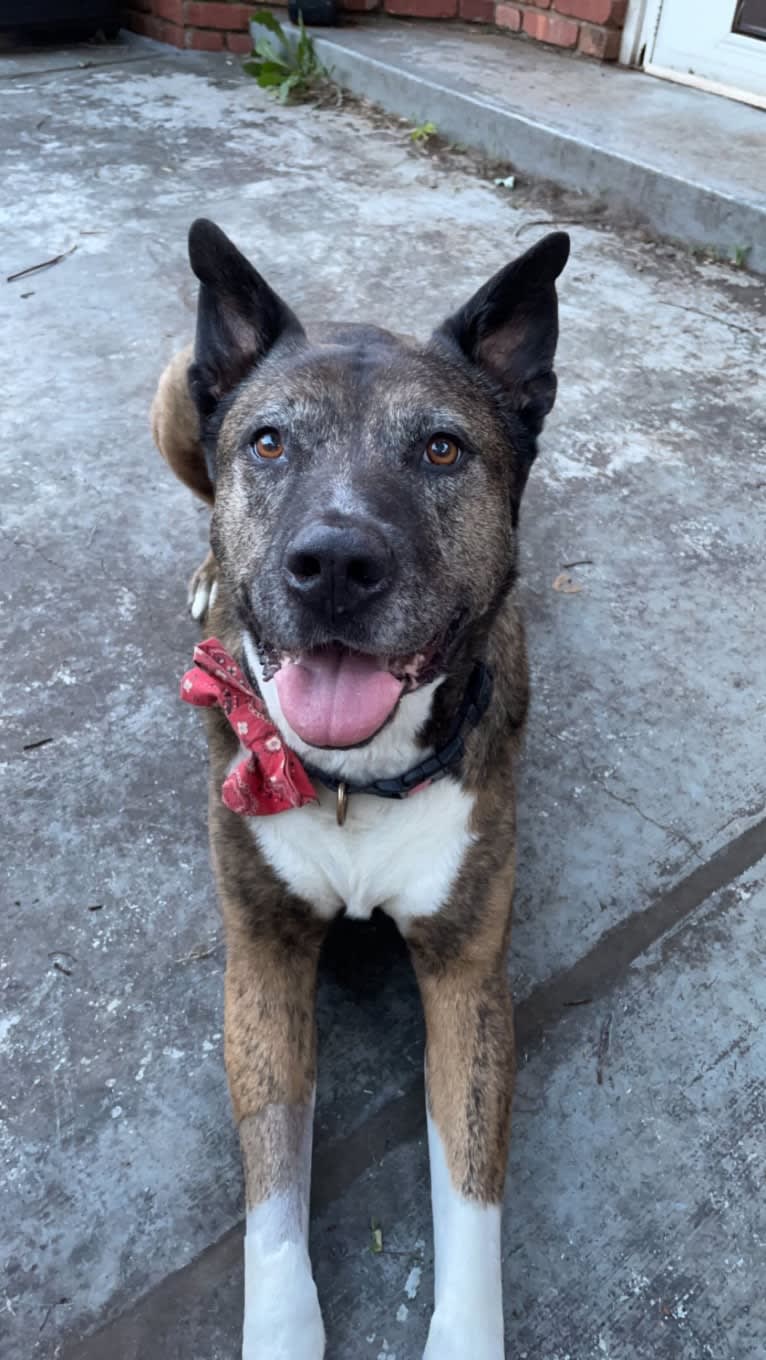 Gus, an American Pit Bull Terrier and Akita mix tested with EmbarkVet.com