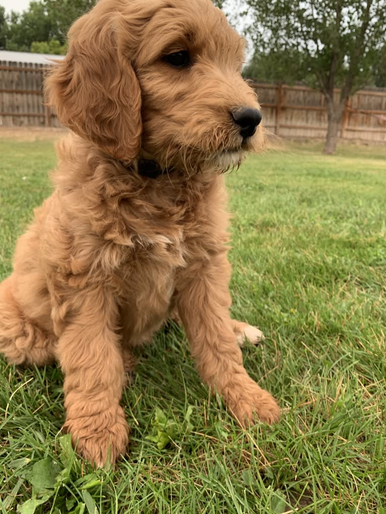 Black Collar, a Goldendoodle tested with EmbarkVet.com