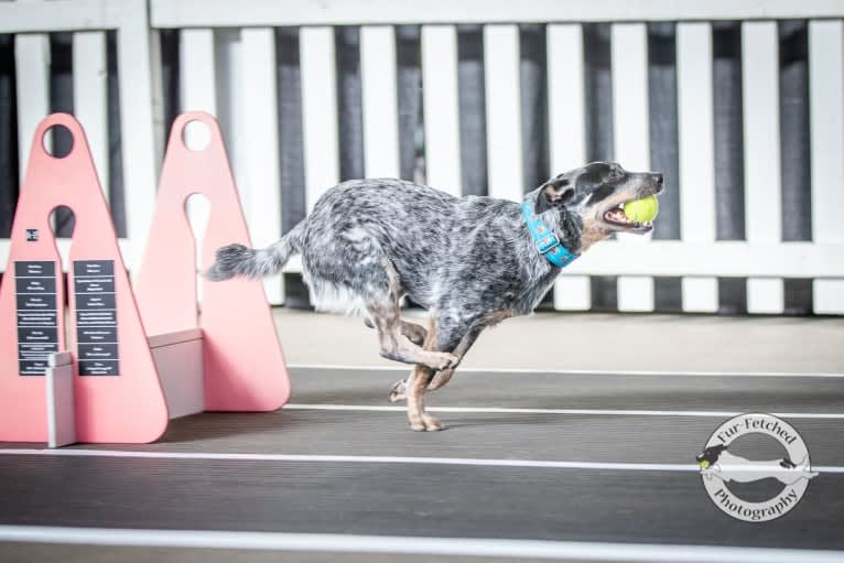 Millie AKA The Masked Millie, an Australian Cattle Dog tested with EmbarkVet.com