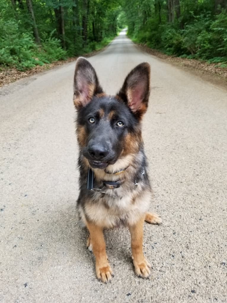 Banner, a German Shepherd Dog tested with EmbarkVet.com