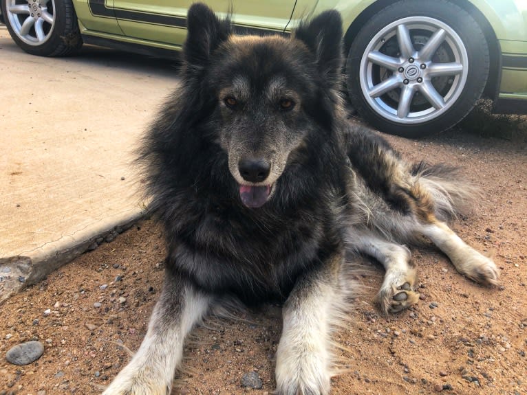 Brutus, a German Shepherd Dog and Siberian Husky mix tested with EmbarkVet.com