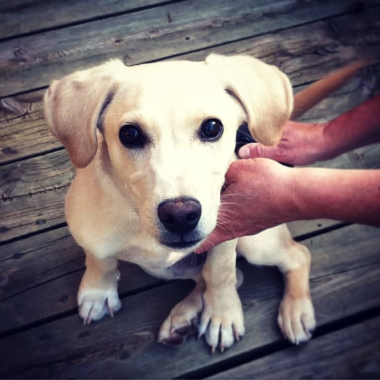 Gunnar Wayne Fear, a Mountain Cur and Rat Terrier mix tested with EmbarkVet.com