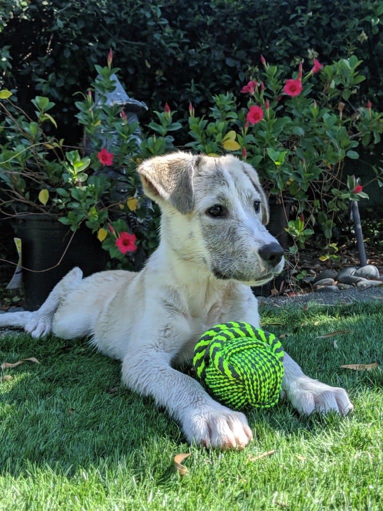 Juno, a Labrador Retriever and Siberian Husky mix tested with EmbarkVet.com