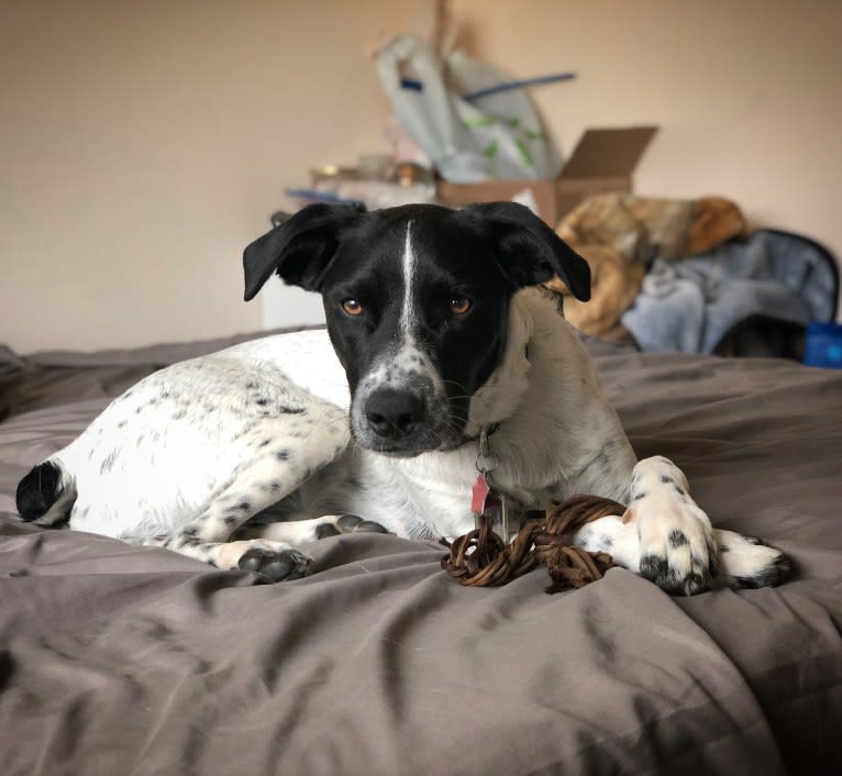 Riley, a German Shorthaired Pointer and Australian Cattle Dog mix tested with EmbarkVet.com