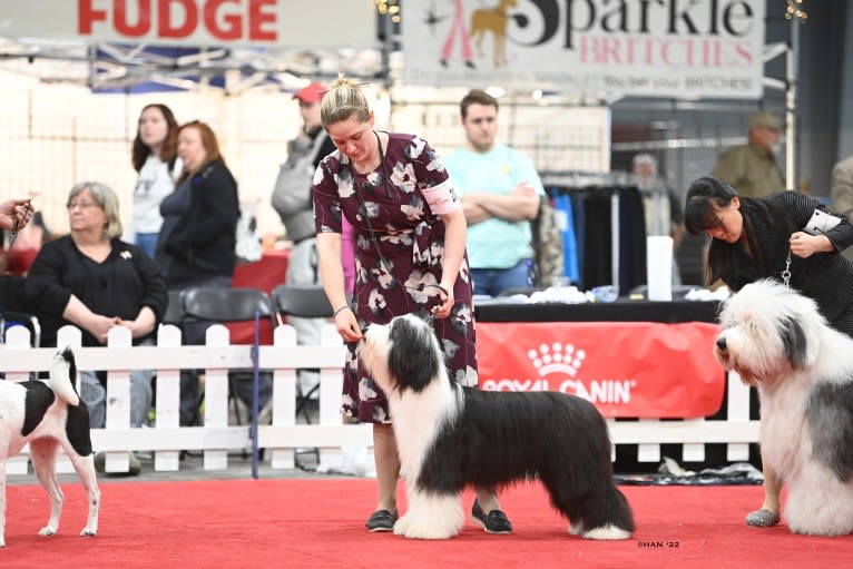 Betty, a Bearded Collie tested with EmbarkVet.com