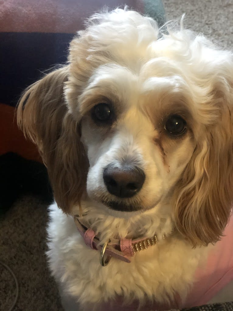 Trysta Belle, a Cockapoo tested with EmbarkVet.com