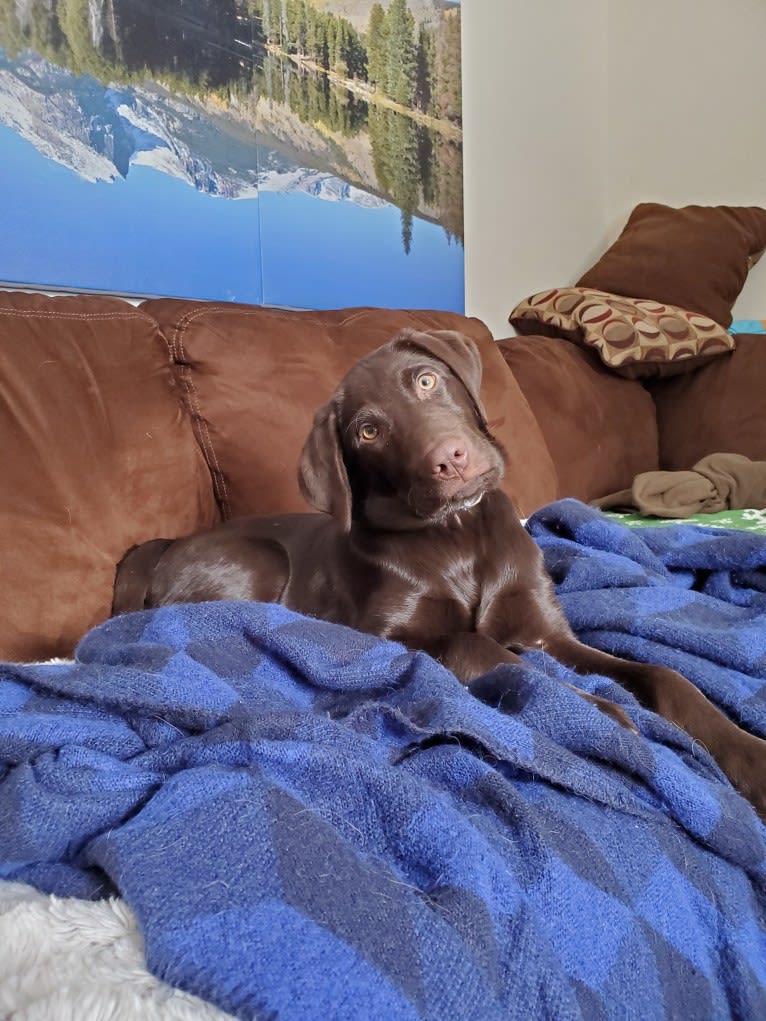 Zephyr, a Labrador Retriever tested with EmbarkVet.com