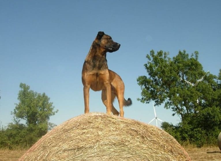 Alfie, a Belgian Malinois and Rottweiler mix tested with EmbarkVet.com
