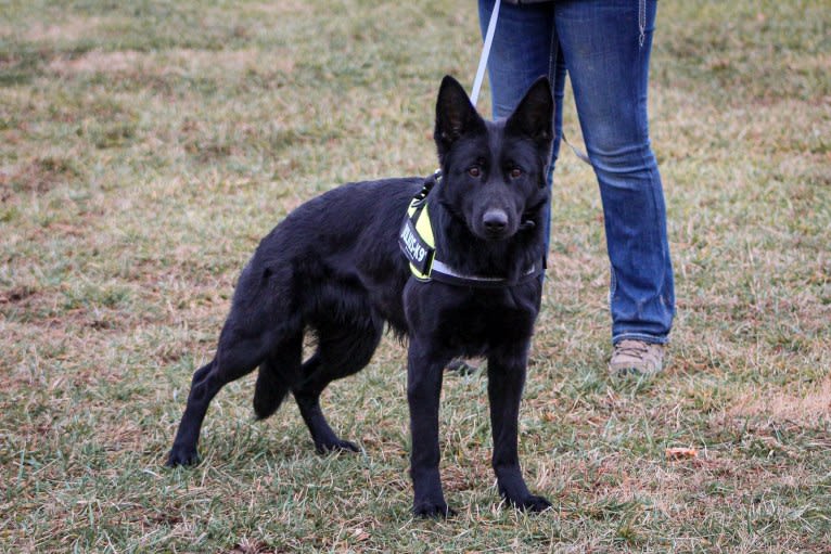 Jetta, a German Shepherd Dog tested with EmbarkVet.com